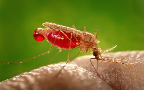 Descubren cÃ³mo se vuelven resistentes los mosquitos a los insecticidas